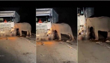 5岁小象凌晨被撞身亡，母象悲愤交加头抵卡车7小时守到天亮！