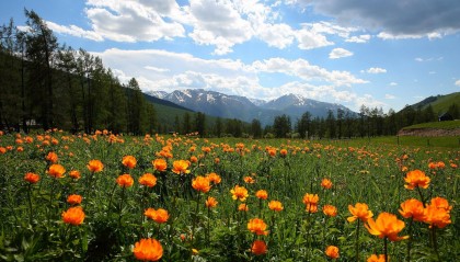 价值18万元!两人为食用,在新疆阿勒泰垂钓上百尾北极茴鱼 法院判了