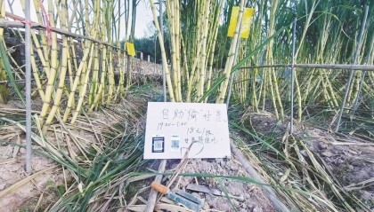 浙江一“可偷甘蔗地”成打卡点，上百网友深夜体验，80后“地主”：已收偷款6千元