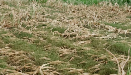 干旱38天后,河南驻马店农民等来了一场雨