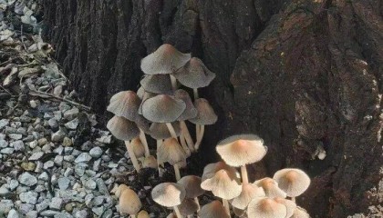 济南雨后路边长出蘑菇,医生紧急提醒:切勿食用