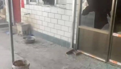 狗咬人引发血案！男子被狗咬伤后摔死狗，狗主人带亲属上门打砸遭反杀，双方各执一词，案件一审将开庭