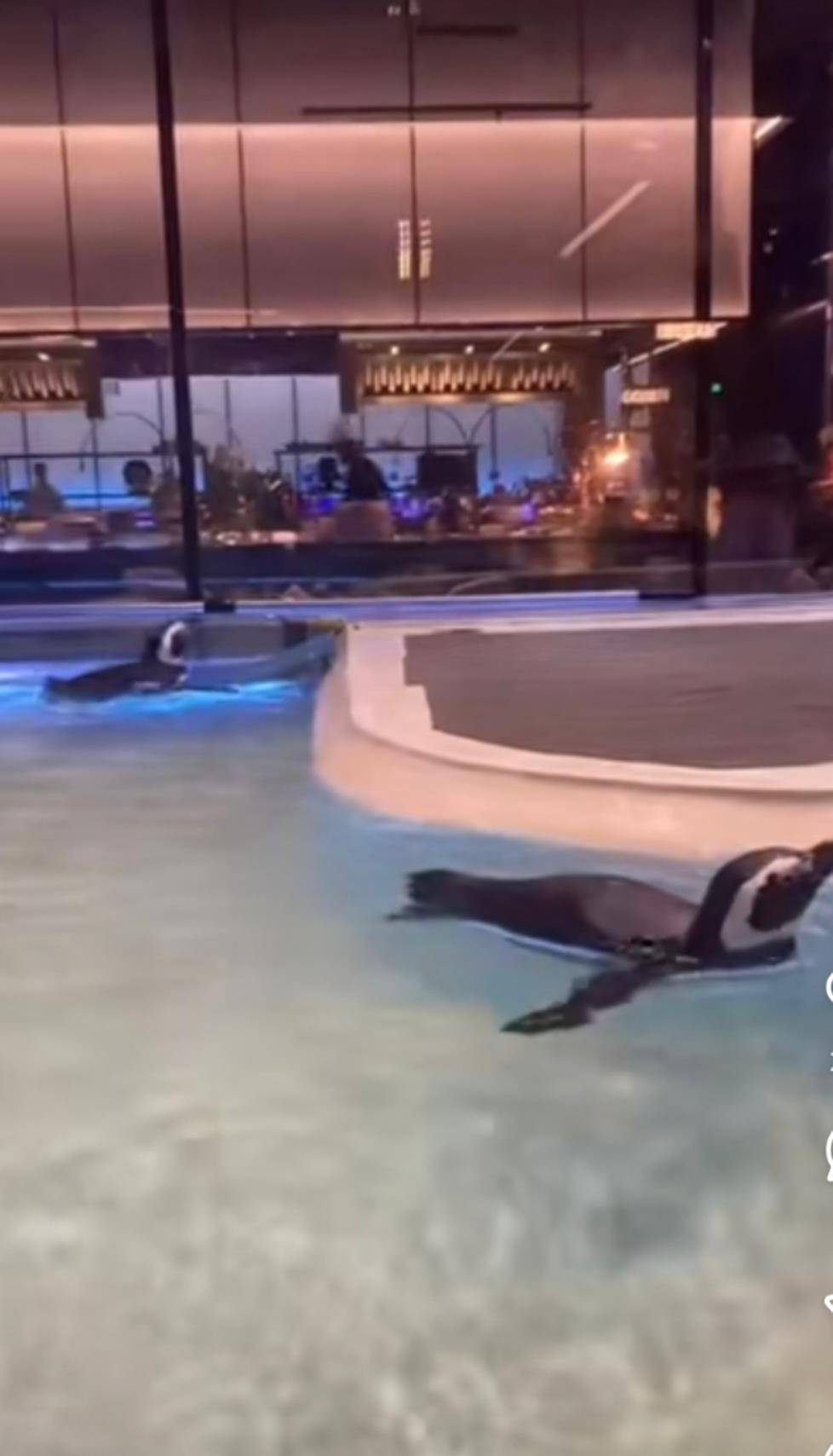 沈阳一洗浴中心养四只企鹅揽客,驯养繁殖许可证来自洛阳一家已注销的海洋馆,官方回应:许可证不能租借