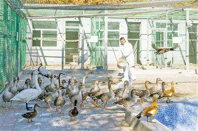 三万候鸟云集科尔沁