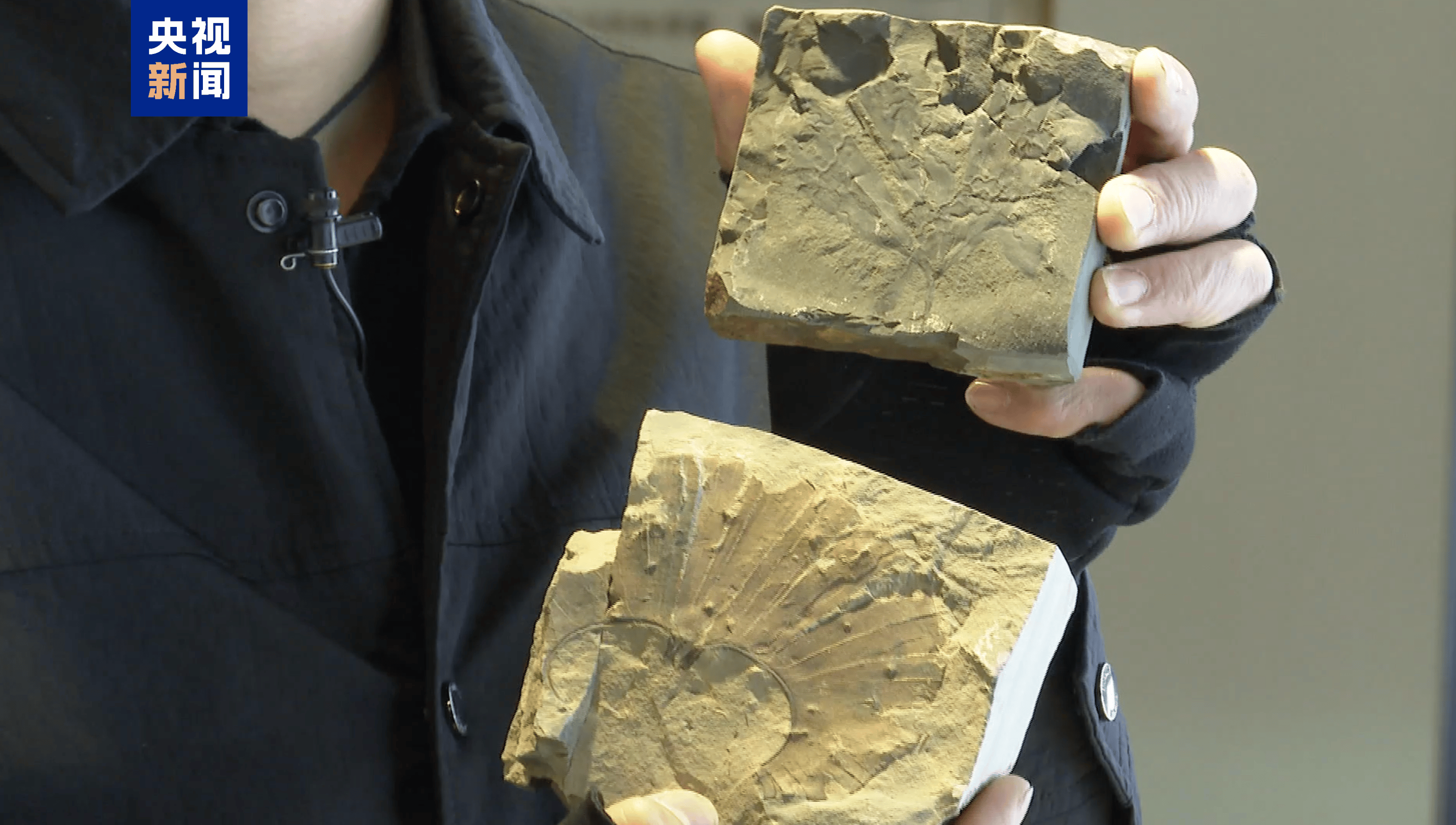 距今约2.8亿年！山西阳泉矿区发现远古银杏化石