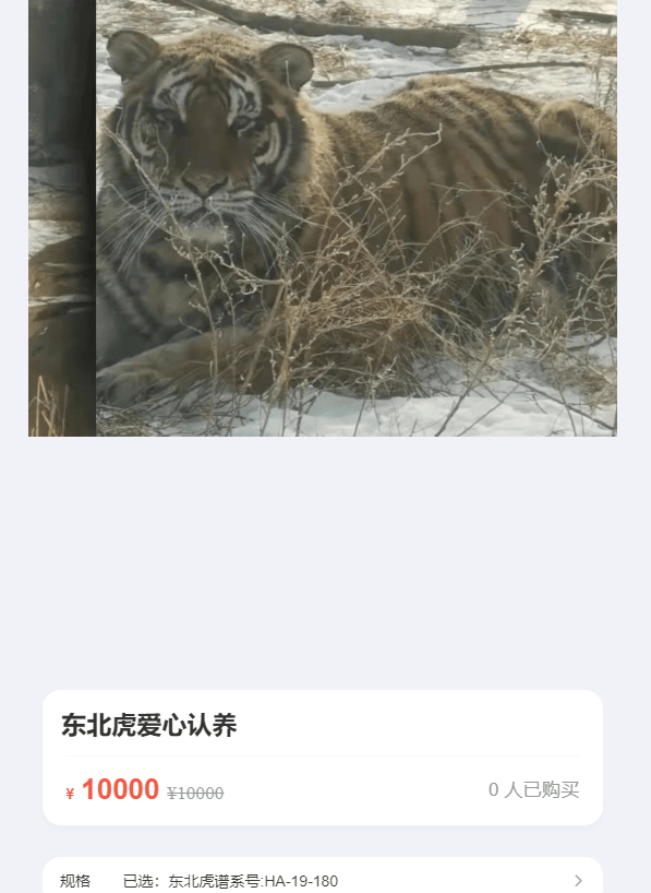 认养东北虎两年，续费时才知道老虎已死亡