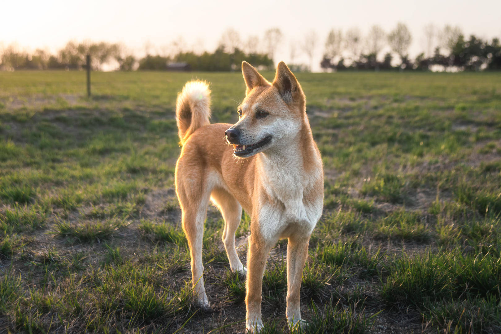 业主遭未拴绳宠物犬咬伤 狗主人拒赔被起诉,抗辩称伤者自行就医扩大损失 法院判了